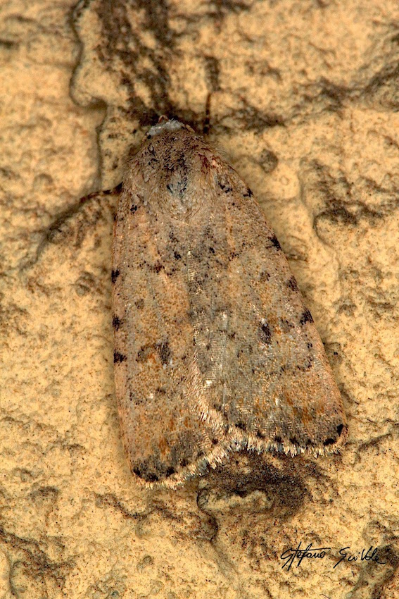 Noctuidae - Caradrina (Paradrina) selini